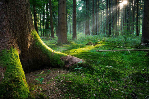 foresta-listone-giordano-prodotti-pavimenti-in-legno-parquet-cosenza-rende-formyhouse-interior-design-01